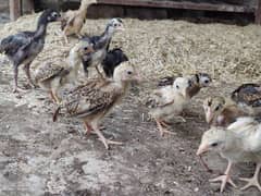 Aseel Chicks available