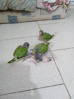 green ringneck chick's