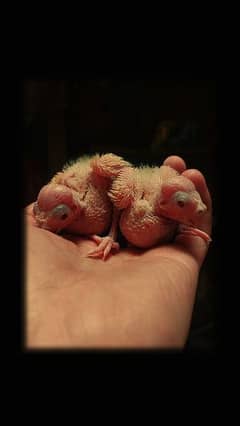 Cocktail Parrot Chicks