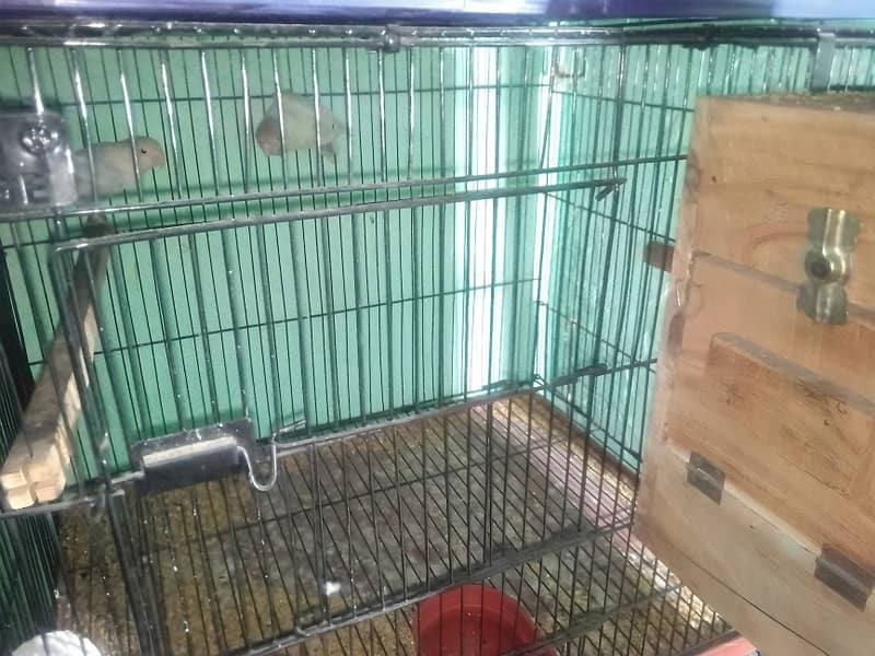 Breeder pair of love brids pastol with cage and our box . 0