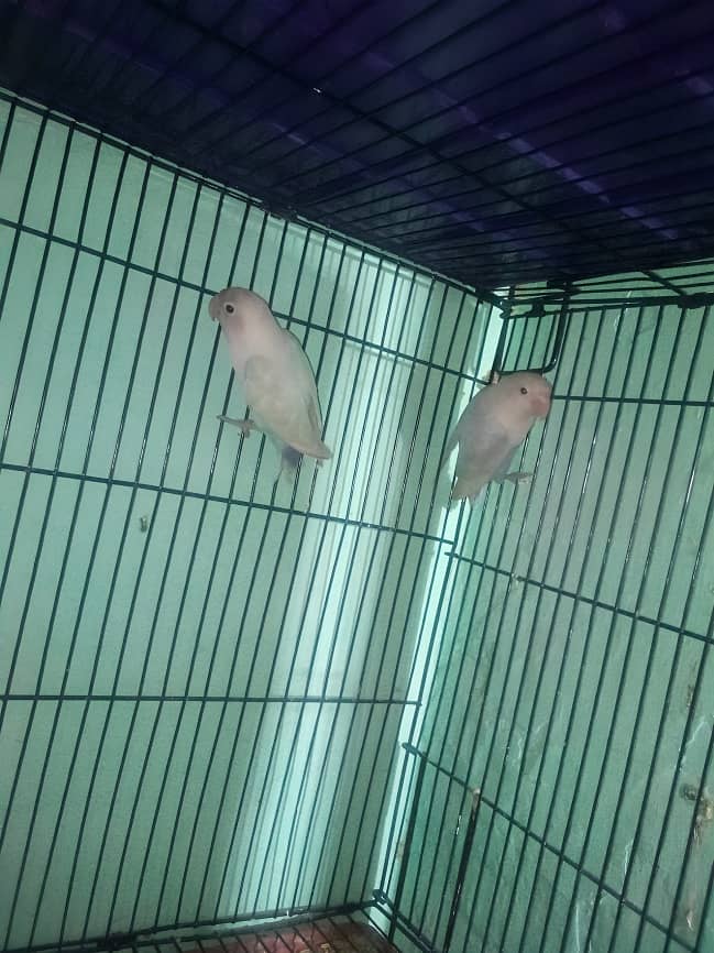 Breeder pair of love brids pastol with cage and our box . 1