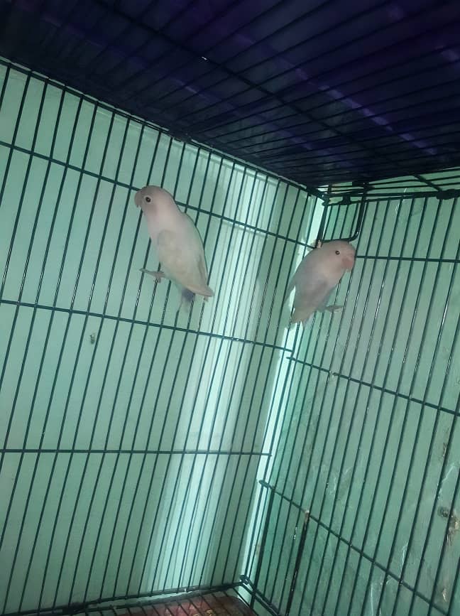 Breeder pair of love brids pastol with cage and our box . 3