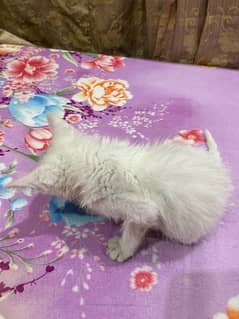 1 month Age Male Persian cat