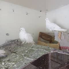 White Frill Back pigeons