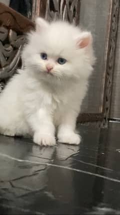Persian kitten blue eyes  03059940124