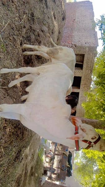 cholesterni cow for sale in Rahim Yar Khan 1
