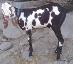 Bakra Faslabadi