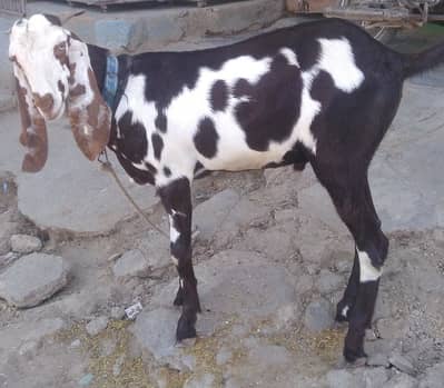 Bakra Faslabadi - Goats - 1087106485