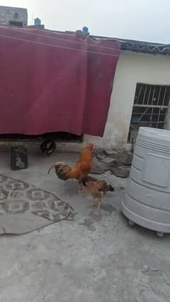 hens-