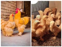 Golden buff chicks / White  buff chicks