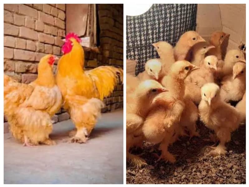 Golden buff chicks / White  buff chicks 0