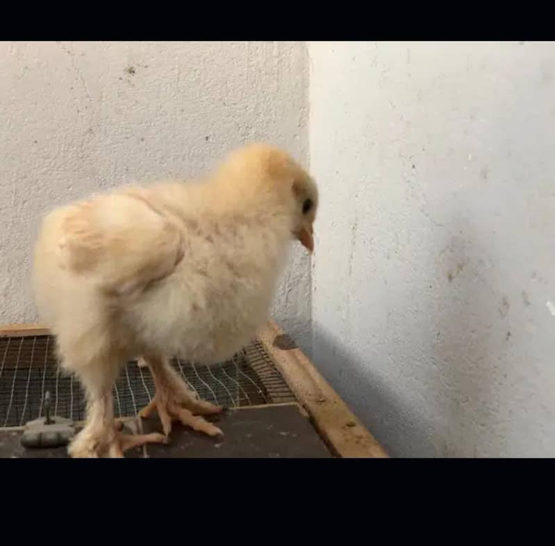 Golden buff chicks / White  buff chicks 1
