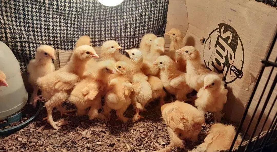Golden buff chicks / White  buff chicks 3