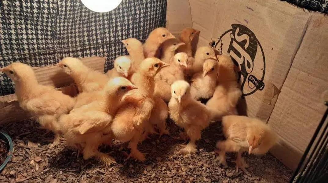 Golden buff chicks / White  buff chicks 4