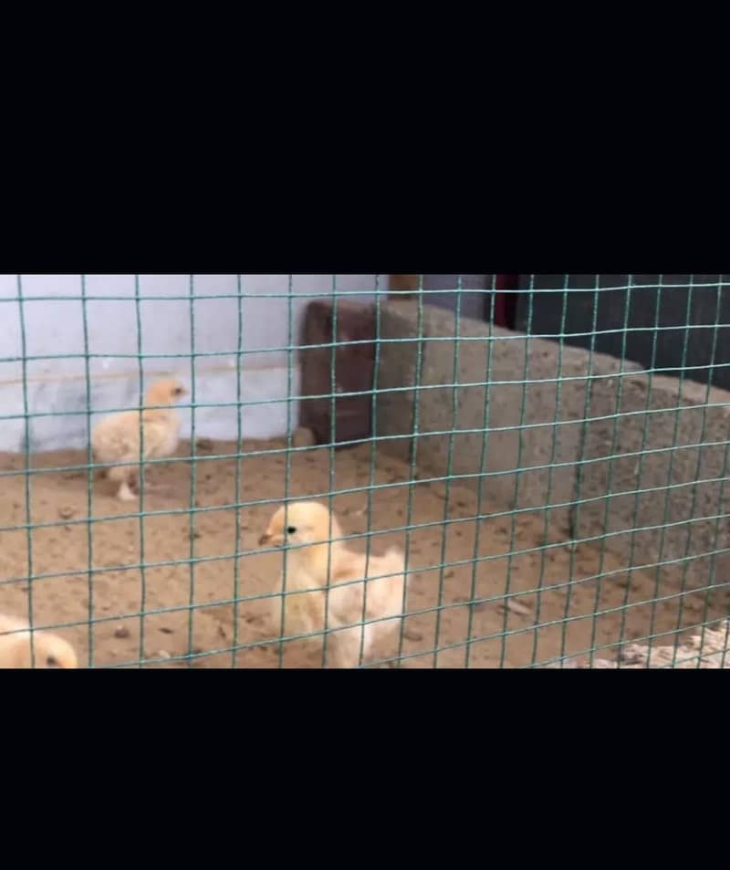 Golden buff chicks / White  buff chicks 5
