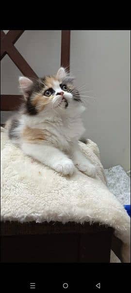 persian triple coat (punch face) kitten available for sale 5