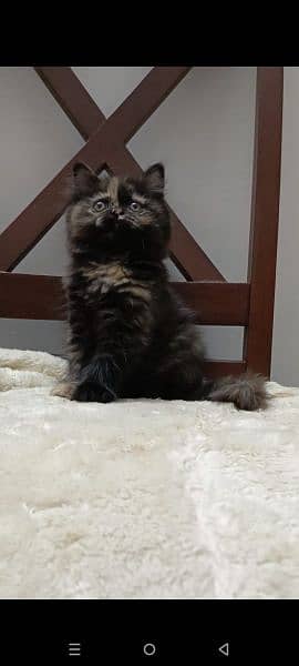 persian triple coat (punch face) kitten available for sale 12
