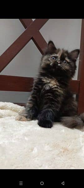 persian triple coat (punch face) kitten available for sale 8