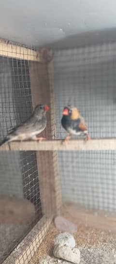 Mutation orange 3b Finch breeder pair