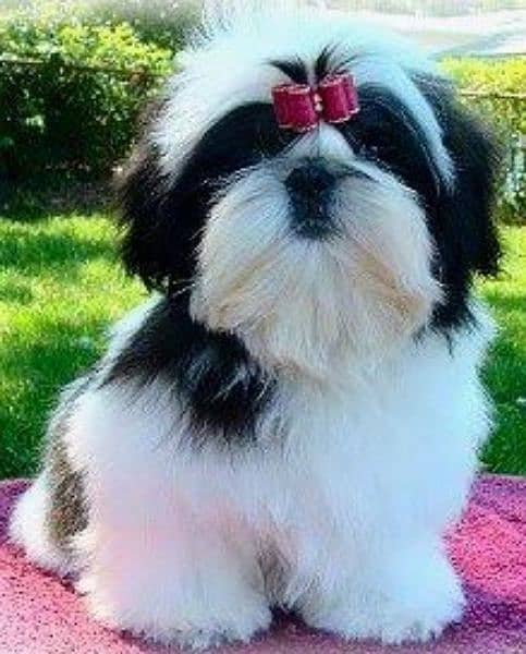 Shih Tzu / Shitzu Pedigreed 5 months old  show class puppies for sale 3