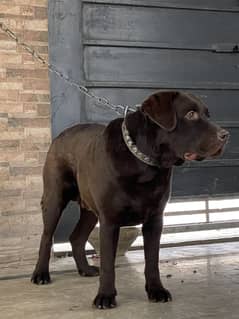 Chocolate labrador male