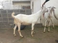 gulabi bakri big size heavy weight