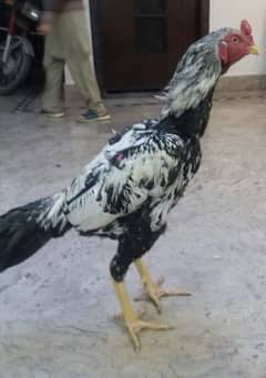 Long Highted Young Breder Chini Aseel for Sale