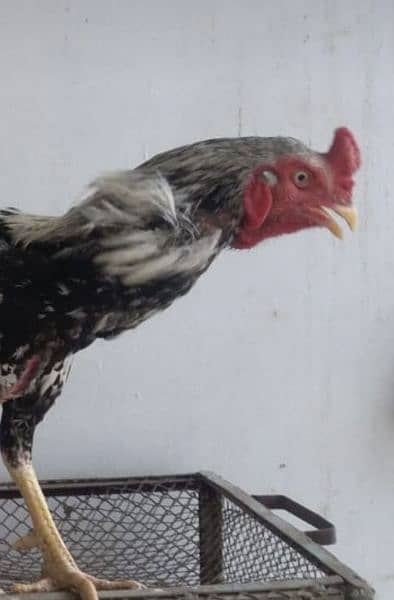 Long Highted Young Breder Aseel for Sale 2