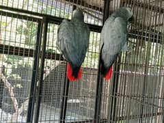 African grey parrot contact as 03124234303