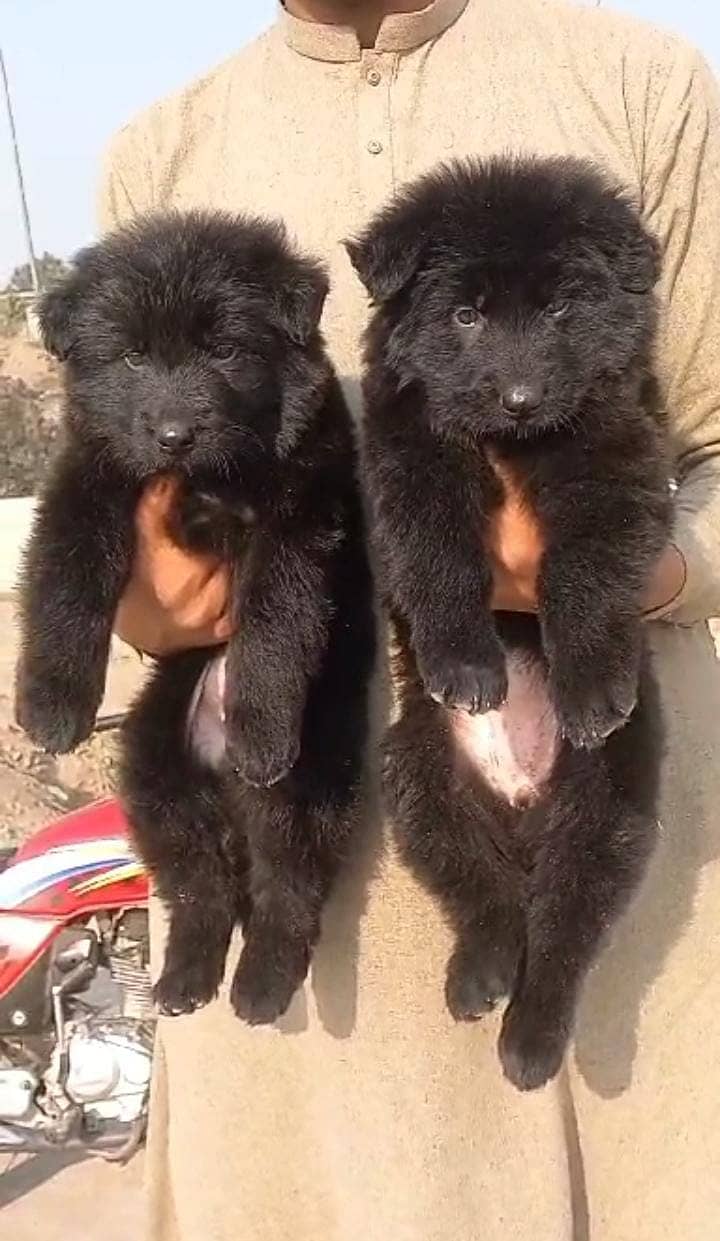 Black German Shepherd Pair | German Shepherd Pair long coat puppies 0