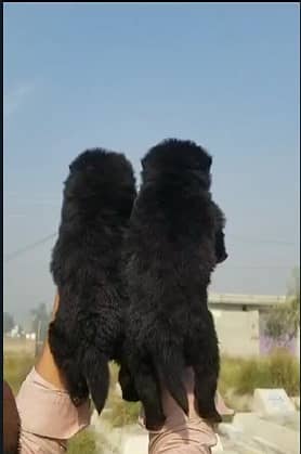 Black German Shepherd Pair | German Shepherd Pair long coat puppies 1