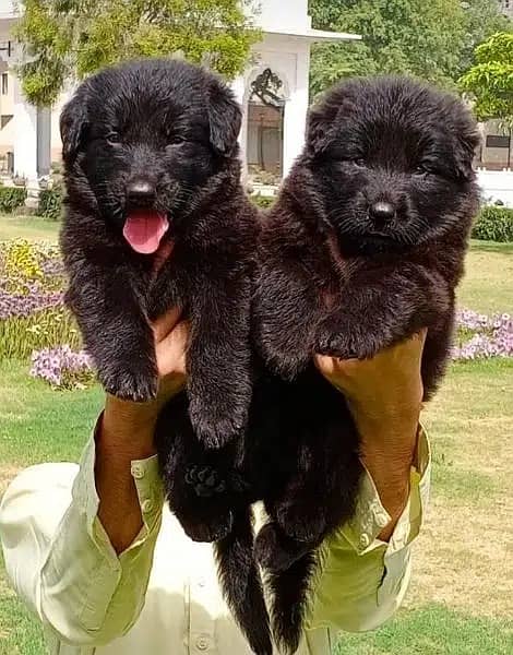 Black German Shepherd Pair | German Shepherd Pair long coat puppies 3