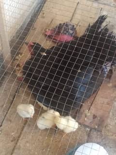 High quality aseel chick available for sale with murgi