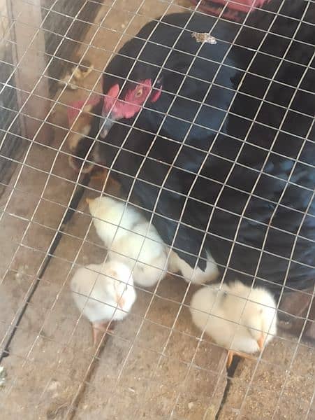 High quality aseel chick available for sale with murgi 3