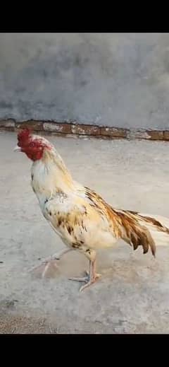 High quality aseel chick available for sale