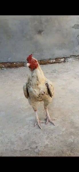 High quality aseel chick available for sale with murgi 4