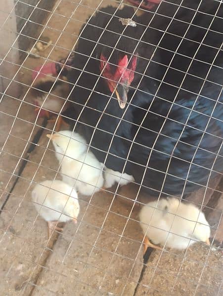High quality aseel chick available for sale with murgi 5