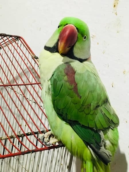 Talking Raw parrot for sale 0