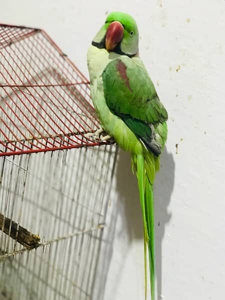 Talking Raw parrot for sale 1