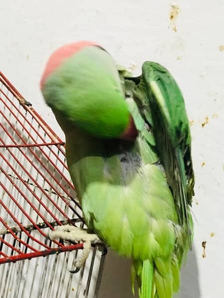 Talking Raw parrot for sale 2