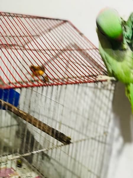 Talking Raw parrot for sale 3