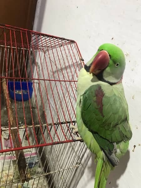 Talking Raw parrot for sale 4