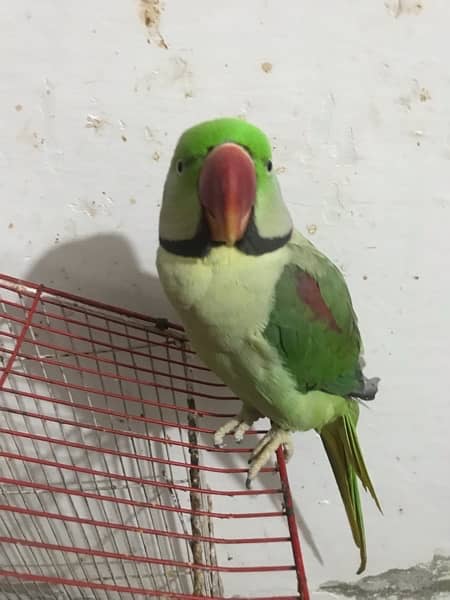 Talking Raw parrot for sale 5