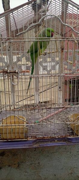 kashmiri parrot with cage 0