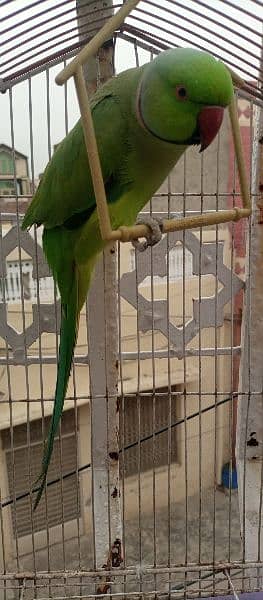 kashmiri parrot with cage 1