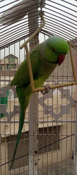 kashmiri parrot with cage 2