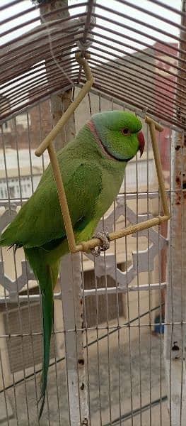 kashmiri parrot with cage 3
