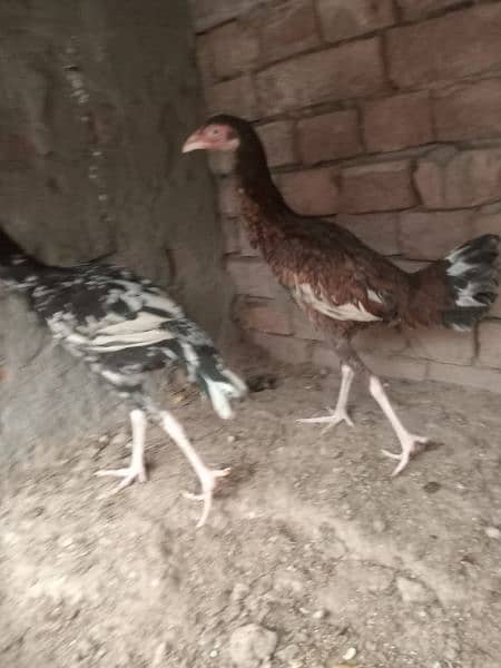 aseel hens ready for breed 7