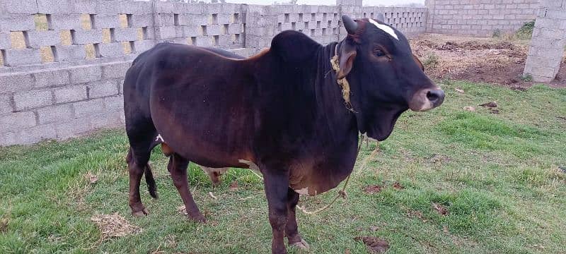 Wacha for Qurbani (700/kg) 2