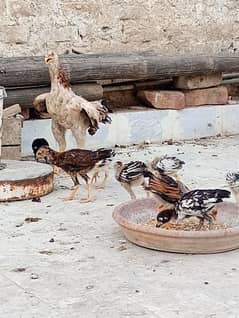 Aseel murgi with 8 chicks, Ayam Cemani chicks  for sale